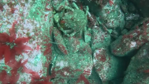 gpMediaMetadata 1746293035230-new