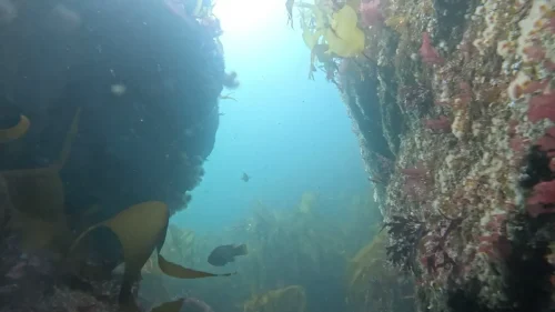 gpMediaMetadata 1746293099958-new