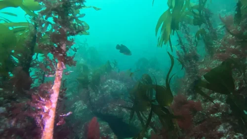 gpMediaMetadata 1746293565965-new