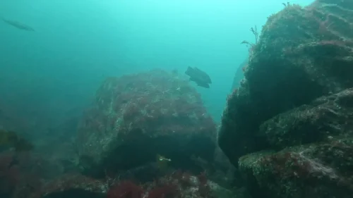 gpMediaMetadata 1746293800264-new