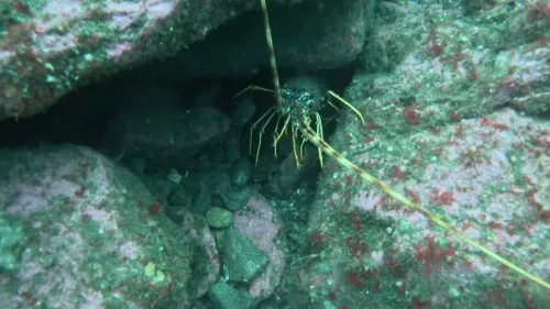 gpMediaMetadata 1746293964964-new