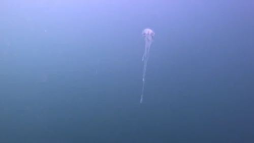 vlcsnap-2025-05-05-17h44m20s628-new