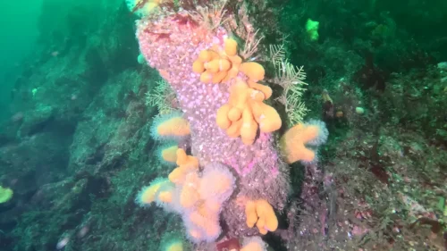 vlcsnap-2025-05-05-17h46m16s558-new