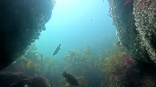 vlcsnap-2025-05-05-17h51m34s638-new