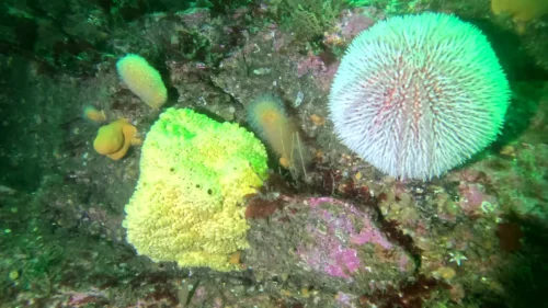 vlcsnap-2025-05-05-17h55m55s028-new