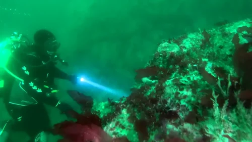 vlcsnap-2025-05-05-17h56m56s317-new