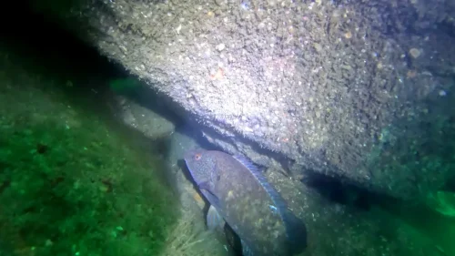 vlcsnap-2025-05-05-17h58m22s960-new