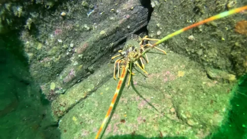 vlcsnap-2025-05-05-17h59m33s732-new